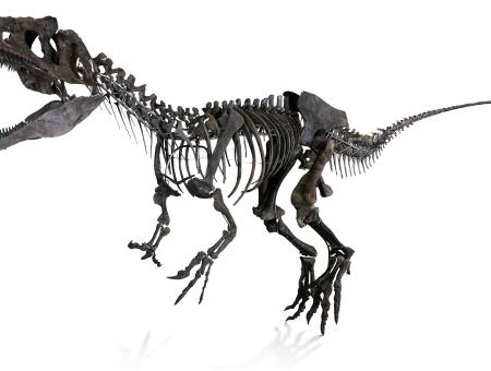 carnivorous dinosaur